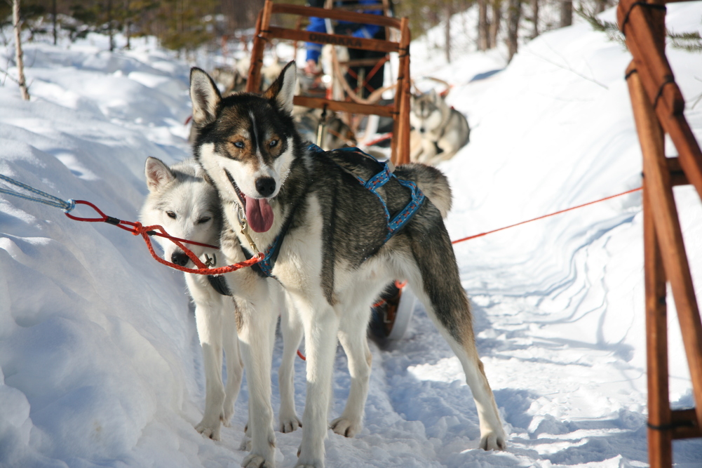 Fins Lapland husky safari