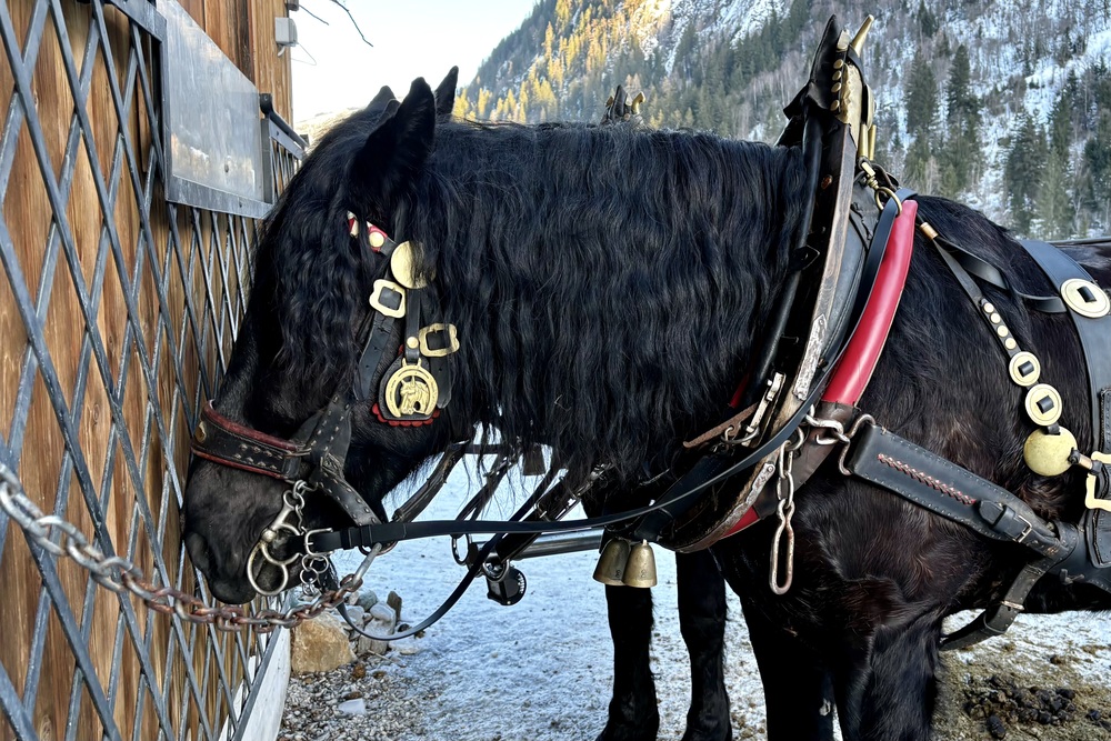 Landgasthaus Weixen : Waar Rauris zijn pure smaak bewaart 2 Rauris winter arrenslee Weixen