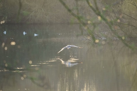 Review Sigma 150-600mm telelens | Test in Natuurpark Lelystad 3 review sigma 150-600