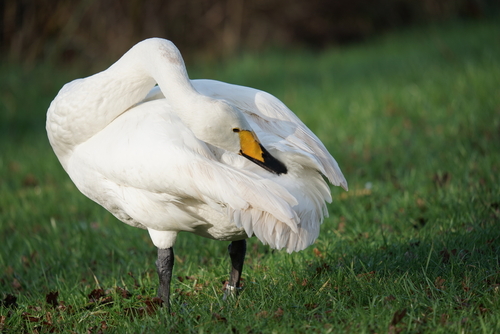 Review Sigma 150-600mm telelens | Test in Natuurpark Lelystad 2 review sigma 150-600
