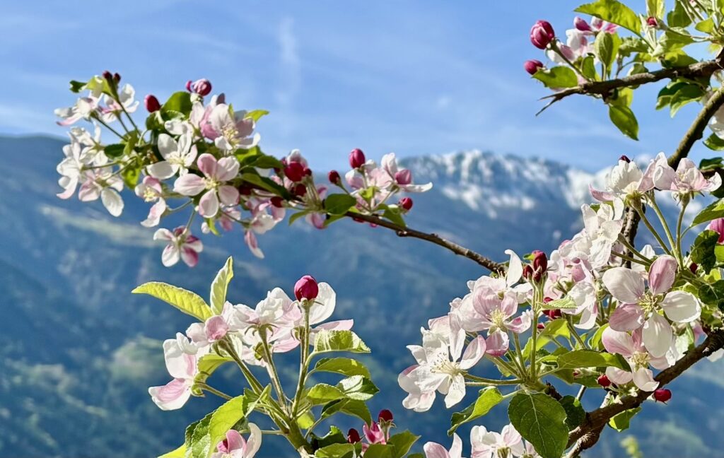 zuid-tirol-partschins appelbloesem
