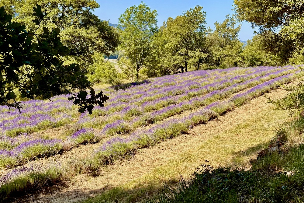 Drôme Provençale | 5 dagen langs lavendel, cultuur & tijdloze dorpen in Zuid-Frankrijk 24 Frankrijk Drôme-Provençale L'Essentiel de Lavande