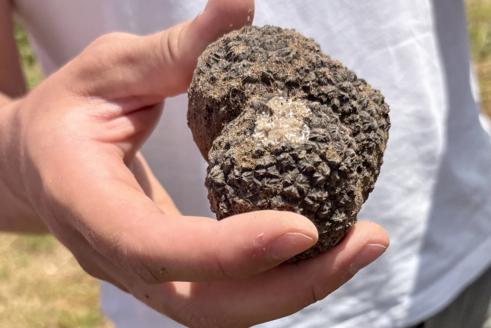 Drôme Provençale | 5 dagen langs lavendel, cultuur & tijdloze dorpen in Zuid-Frankrijk 18 truffelboerderij in de Drôme Provençale