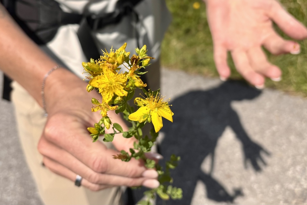 Lechtal - Tirol, Oostenrijk | 5 mooiste activiteiten voor levensgenieters in zomer en de herfst 14 Lechtal - kruidenwandeling