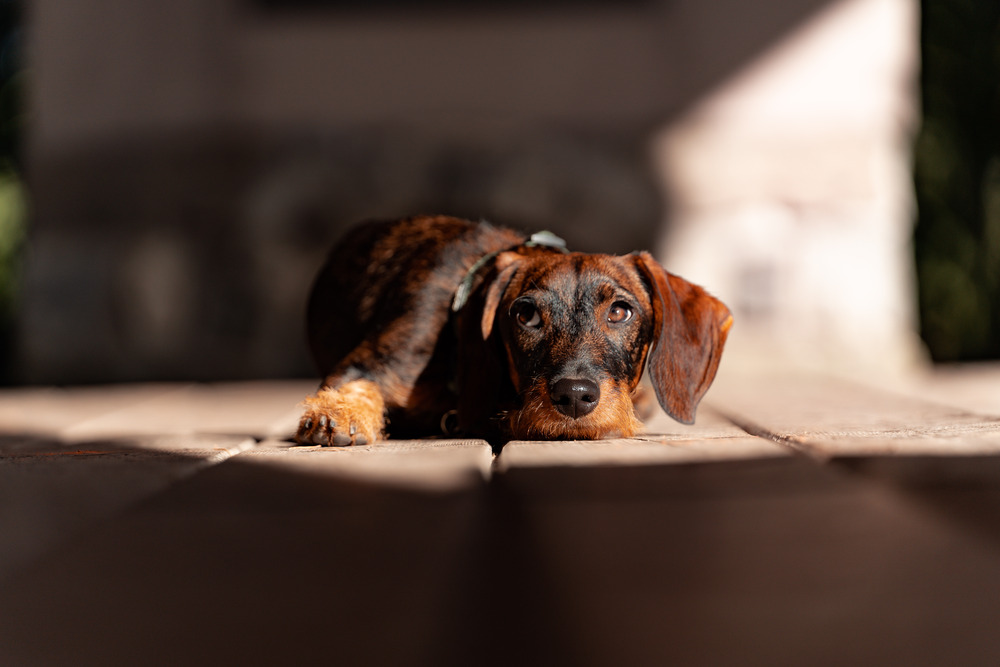 Vakantie met hond op de Sonnenalp: luxe, natuur & 1000 m² hondengeluk 5 vakantie met hond op de Sonnenalp in de Allgäu in Duitsland