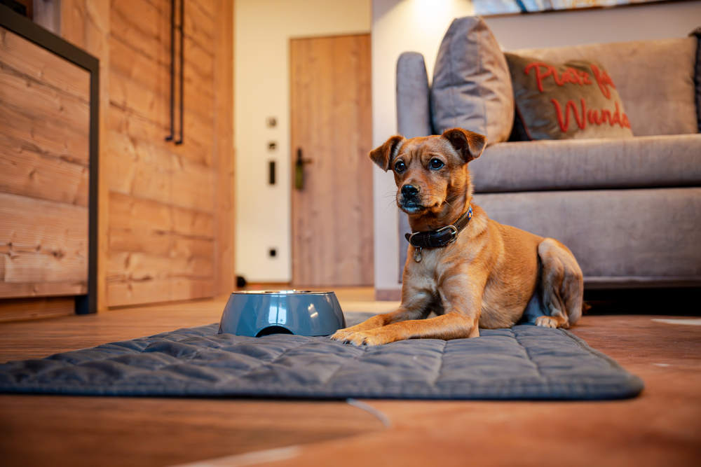 Vakantie met hond op de Sonnenalp: luxe, natuur & 1000 m² hondengeluk 4 hondvriendelijke hotelkamer voor vakantie met hond op de Sonnenalp in de Allgäu in Duitsland