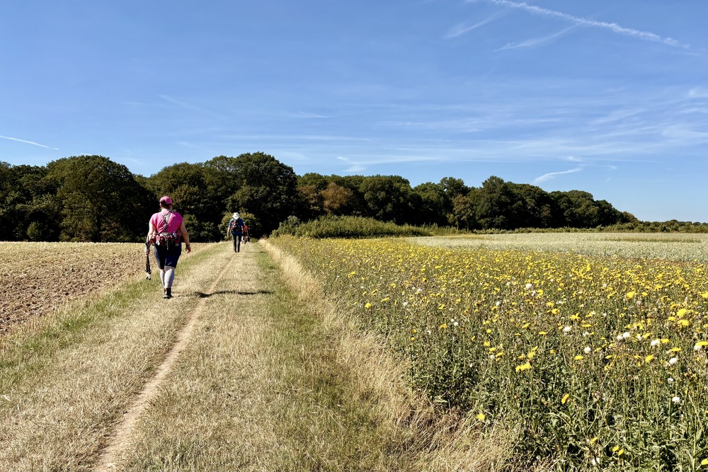 Zuid-Limburg-heuvelland-wandel4daagse-zomer-augustus-wandelen over het plateau van Schimmert