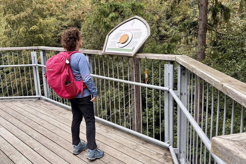 Wat te doen in de Harz | Onze 5 tips voor Nedersaksen 8 Harz Boomkroonpad